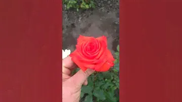 Сорт чайно-гибридной розы "Корвет"